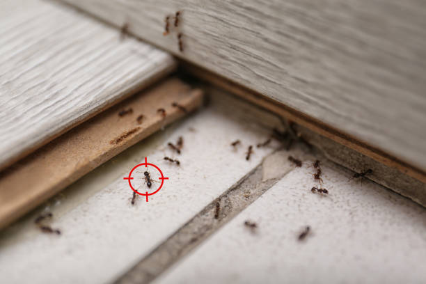 Best Ant Control Services  in Brookville, OH